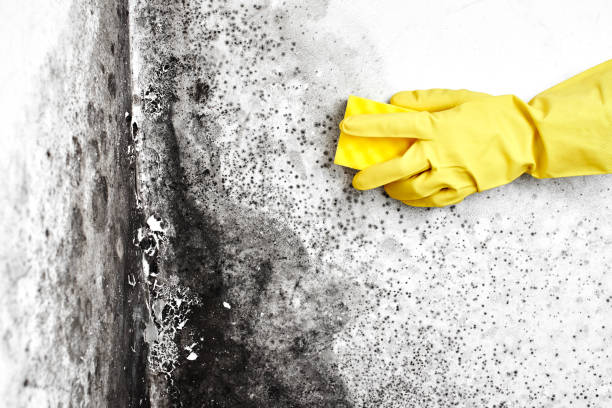 Best Air Quality Testing for Mold Spores  in Colwich, KS